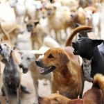 ĐỪNG NÉM THỨC ĂN CHO CON CHÓ ĐANG SỦA!