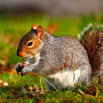 CON SÓC ĐI ĐÂU MẤT RỒI: 3 BÀI HỌC CHO THẤY CÁCH ỨNG XỬ “NGƯỢC ĐỜI” CỦA NGƯỜI DO THÁI MÀ CẢ THẾ GIỚI PHẢI THÁN PHỤC