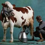 CHUYỆN NGƯỜI BÁN SỮA BÒ RONG VÀ 6 BÀI HỌC BÁN HÀNG KINH ĐIỂN DÂN SALES NÀO CŨNG CẦN BIẾT