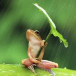 CÂU CHUYỆN CON ẾCH VÀ NỒI NƯỚC SÔI: NẾU CỨ ĐỨNG YÊN MỘT CHỖ, KHÔNG SỚM THÌ MUỘN BẠN SẼ BỊ ĐÀO THẢI