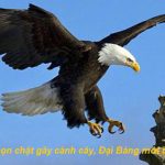 CHUYỆN CUỐI TUẦN: CHỈ ĐƠN GIẢN LÀ CẮT CÀNH CÂY NƠI CON CHIM ĐẬU, ĐẠI BÀNG SẼ BAY LÊN