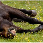 NẾU ĐỂ NGƯỜI KHÁC NHÌN BẠN GIỐNG VỚI CHÚ NGỰA NÀY, THÌ CHẮC CHẮN SẼ CÓ NGÀY BẠN BỊ ĐÁ RA ĐƯỜNG